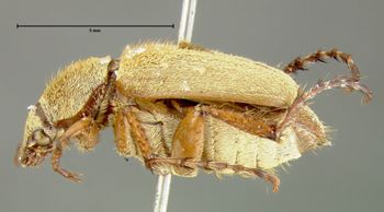 Media type: image;   Entomology 3229 Aspect: habitus lateral view